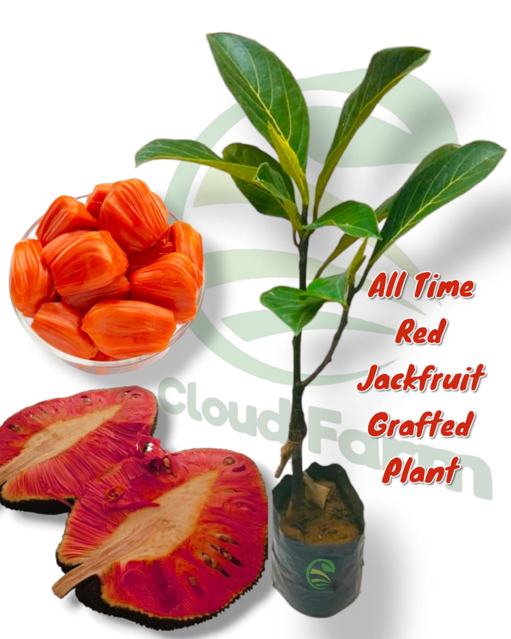 Red Jackfruit Grafted Healthy Plant