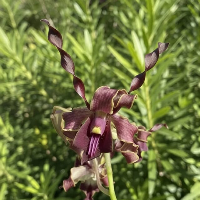 Dendrobium Big Ben - Seedling Size Orchid Plant