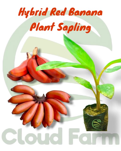 Red Banana Hybrid  Healthy plant