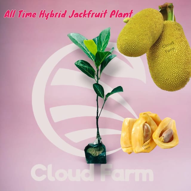 Jackfruit All Time Grafted Hybrid Plant Jackfruit All Time Grafted Hybrid Plant