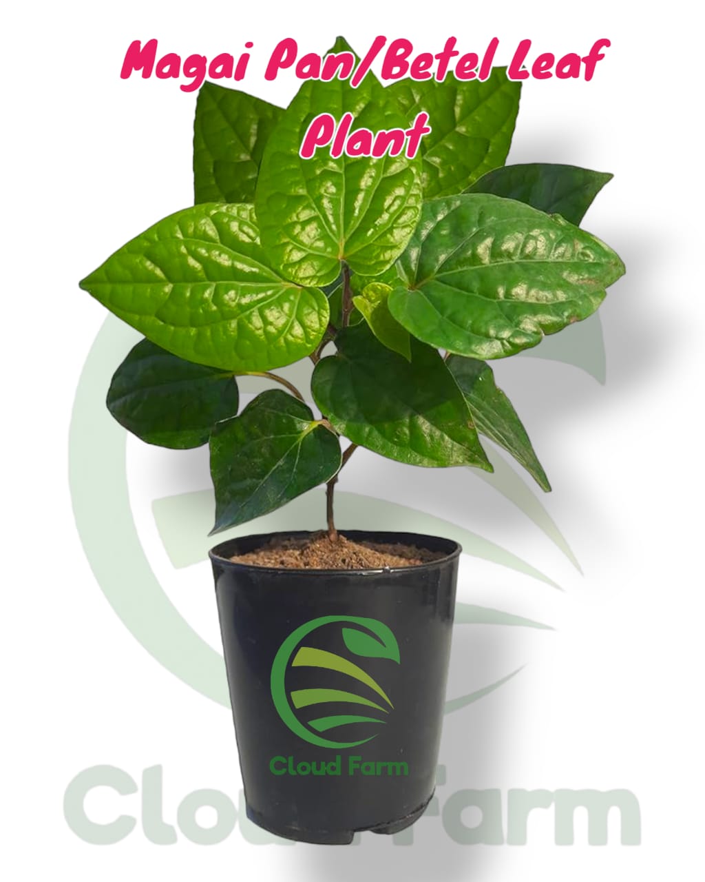 Magai Betel Leaf Healthy Plant Air Layered