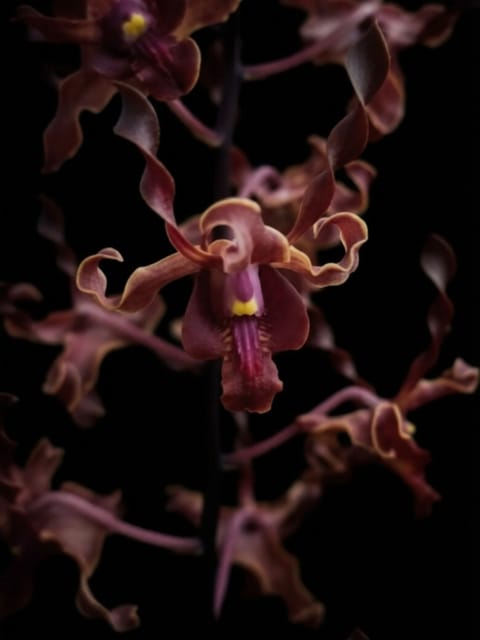 Dendrobium Orchid Airy Red Dragon - Seedling Size Orchid Plant
