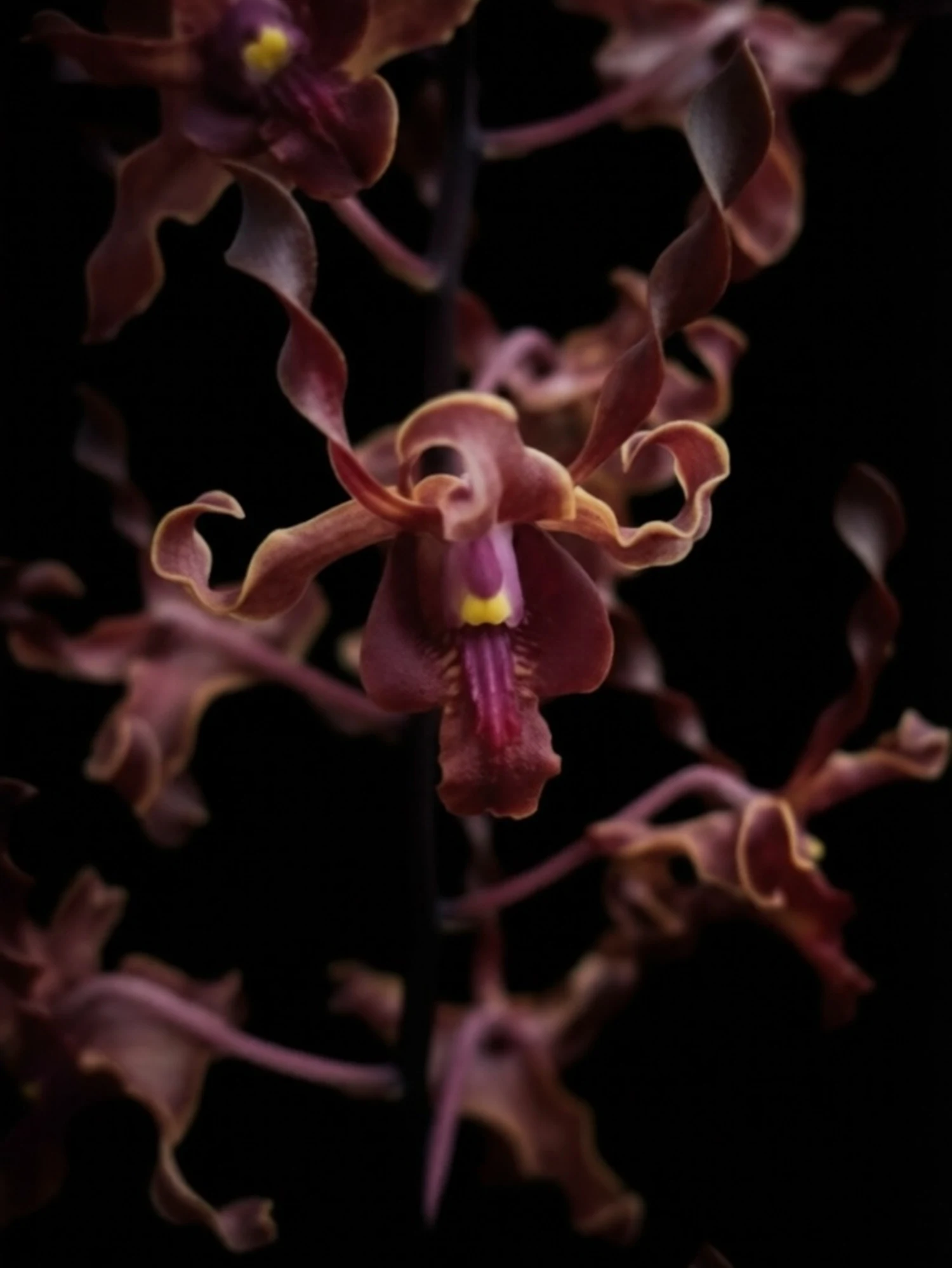 Dendrobium Orchid Airy Red Dragon - Seedling Size Orchid Plant