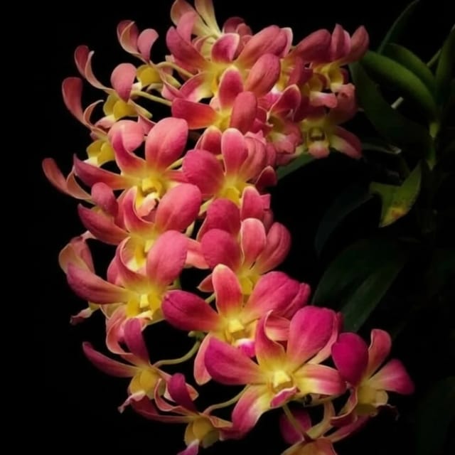 Dendrobium CKI - Seedling Size Orchid Plant