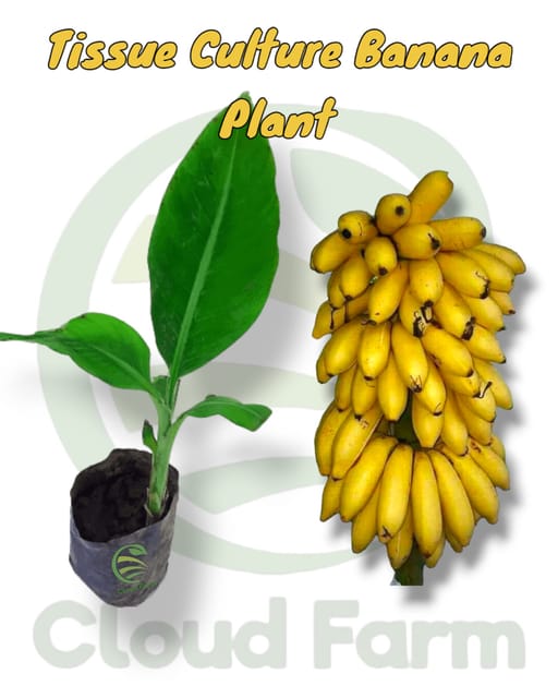 Tissue Culture Hybrid  Healthy Banana  plant