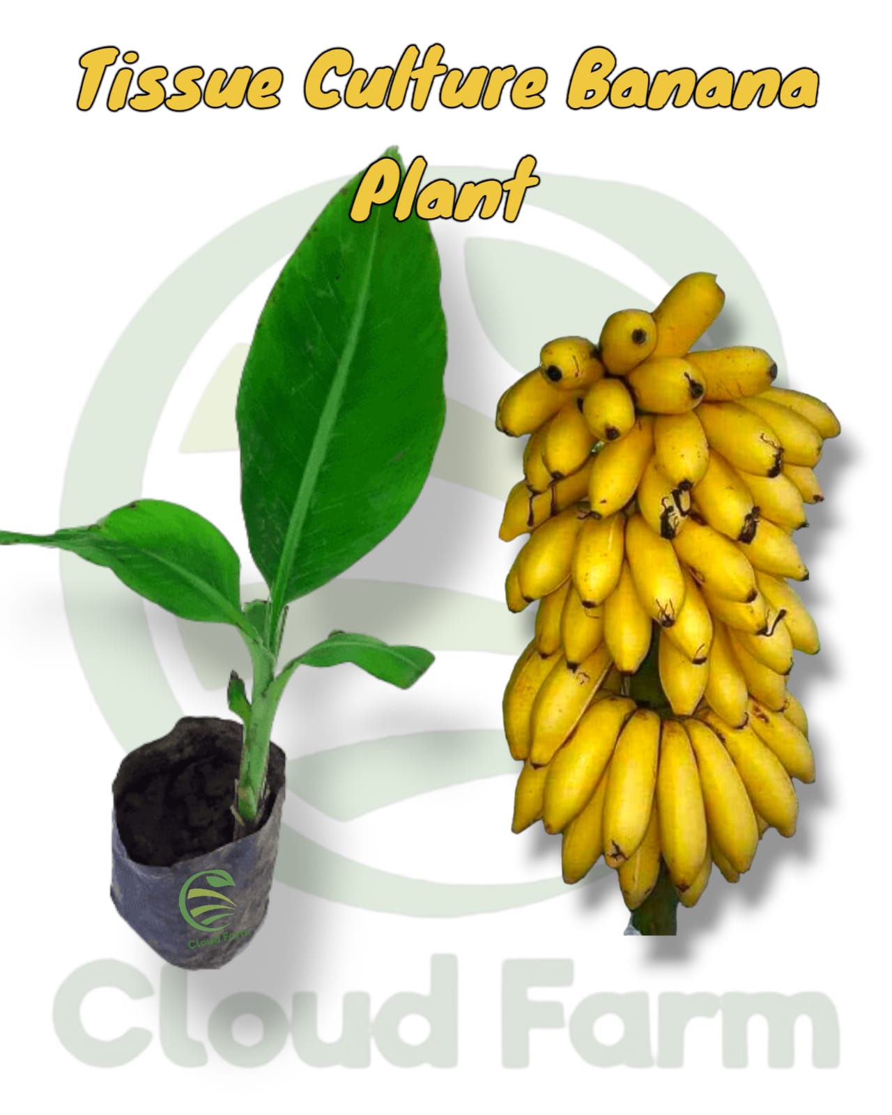 Tissue Culture Hybrid Healthy Banana plant