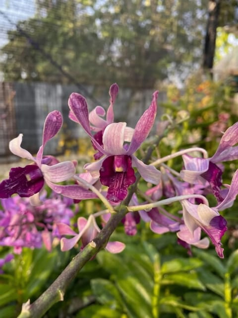 Dendrobium Betty Gotto Blue - Seedling Size Orchid Plant