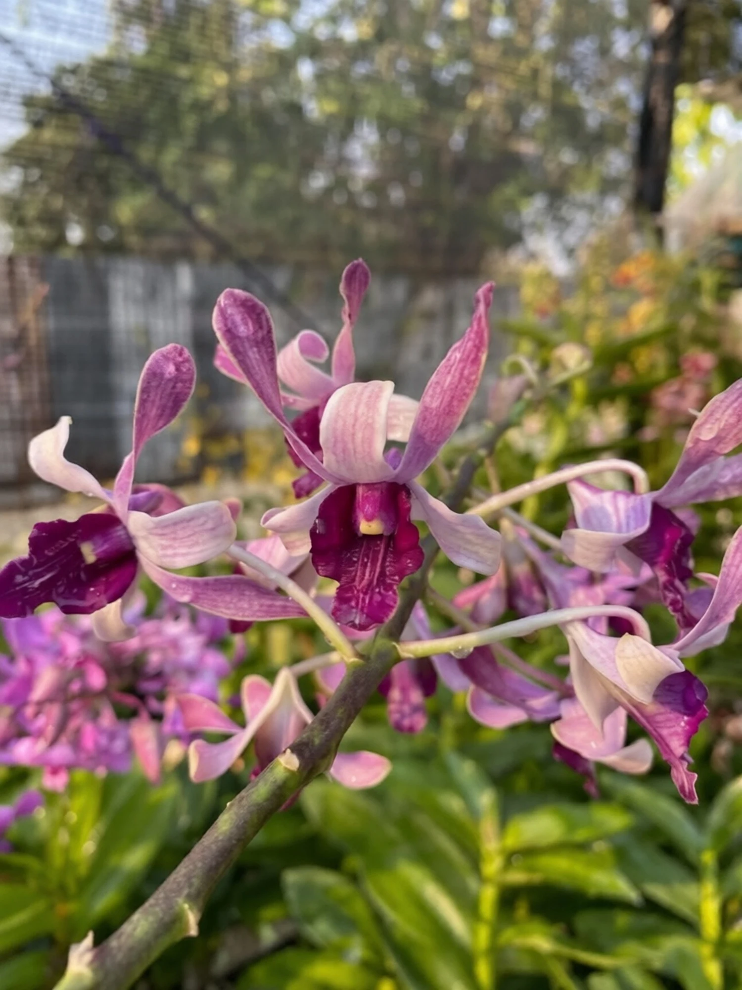 Dendrobium Betty Gotto Blue - Seedling Size Orchid Plant