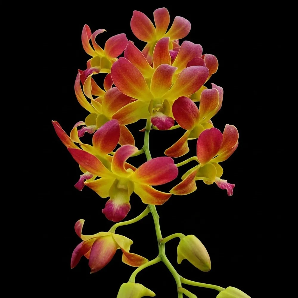 Dendrobium Sunshine Orange - Seedling Size Orchid Plant