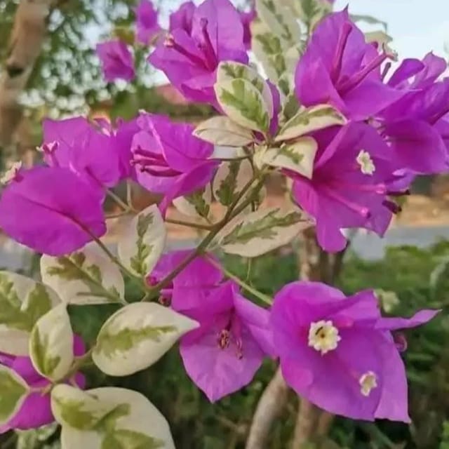 SSB Purple Bougainvillea Plant - Naturemart