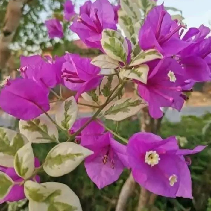 SSB Purple Bougainvillea Plant - Naturemart