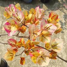 7 Star Bougainvillea Plant - Naturemart