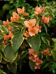 Emasperak Bougainvillea Plant - Naturemart