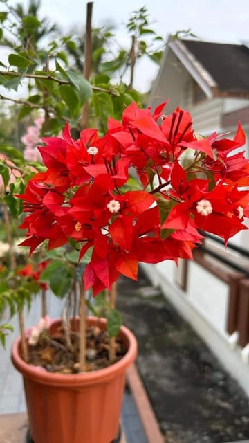 Flame Red Verigated Bougainvillea Plant - Naturemart