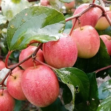 All Time Red Apple Ber- Fruit Plants - Naturemart