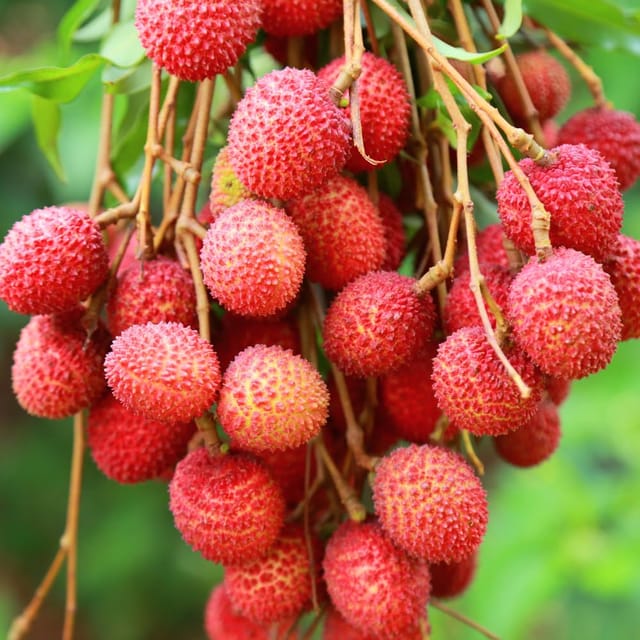 Litchi Fruit Plant (Air Layered) - Naturemart Litchi Fruit Plant (Air Layered) - Naturemart