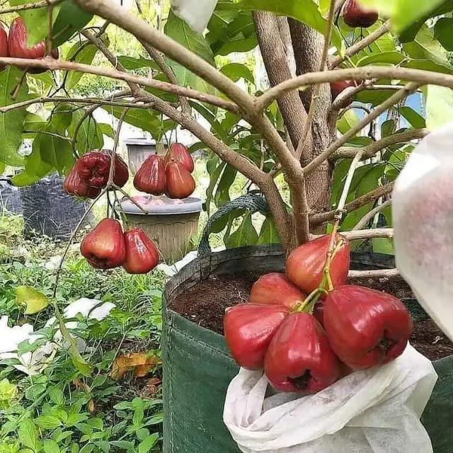 Water Apple (Red) Fruit Plants - Naturemart