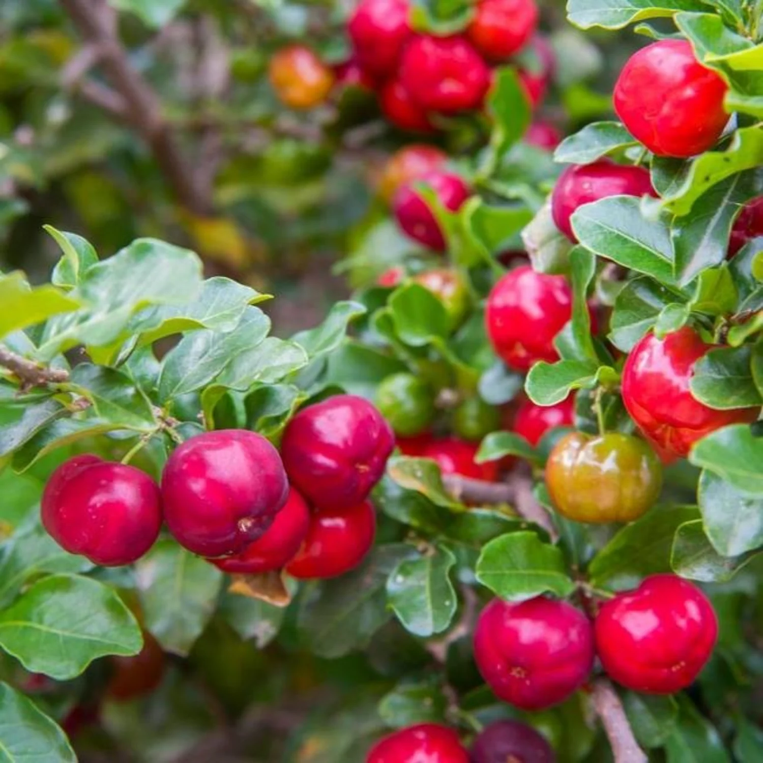 Barbados Cherry Plant - Naturemart
