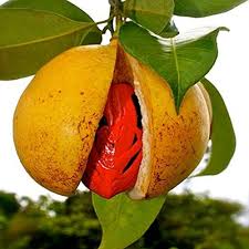 Jayaphal And Jatiphal -Spices Plants - Naturemart