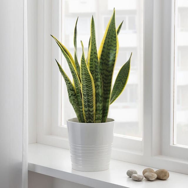 Snake Plants - Naturemart