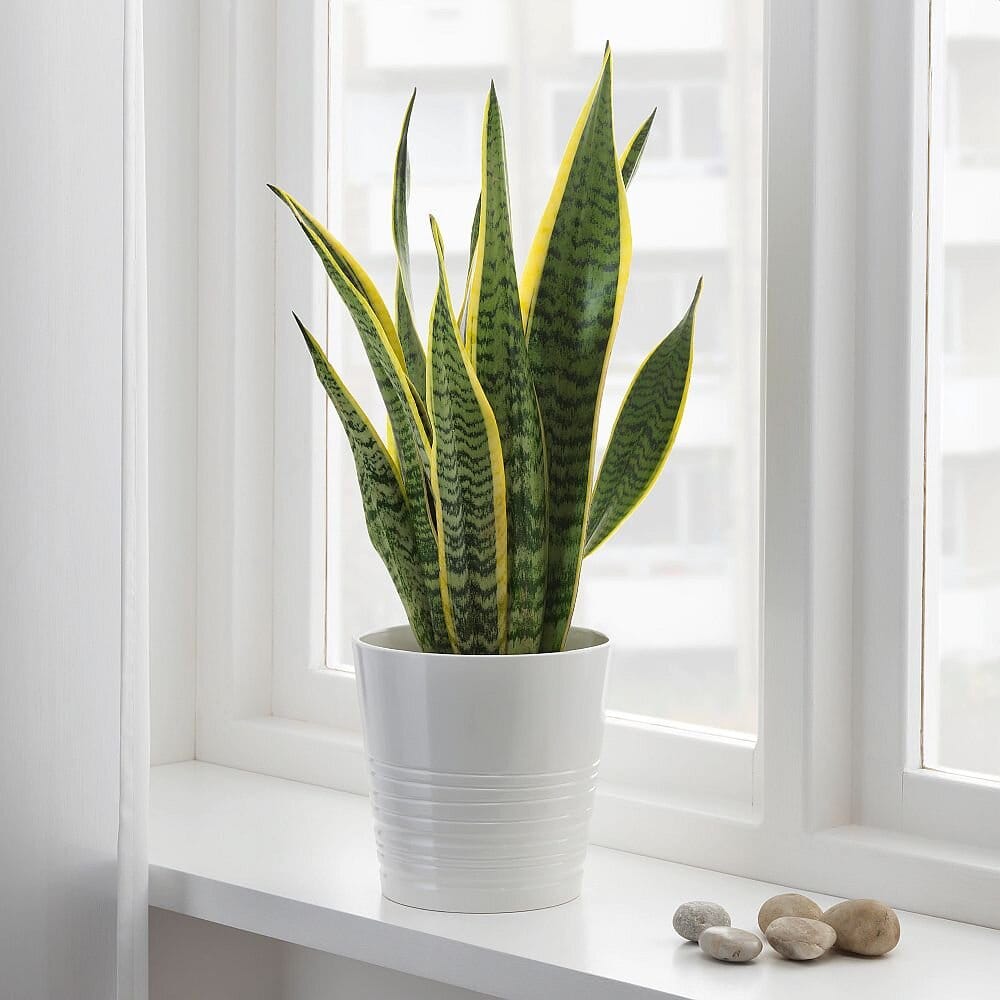Snake Plants - Naturemart