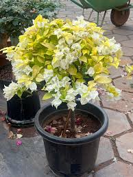 Albino White Bougainvillea Plant - Naturemart