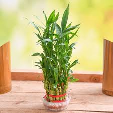 Lucky Bamboo Plant - Naturemart