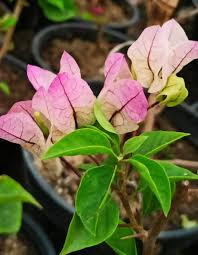 Chilli Ice Cream Bougainvillea Plant - Naturemart