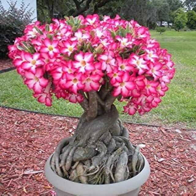 Adenium Aarabicum (Desert Rose) Flowers Plants - Naturemart Adenium Aarabicum (Desert Rose) Flowers Plants - Naturemart