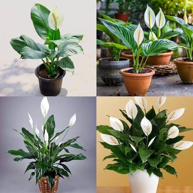 Peace Lily Flowers Plants - Naturemart Peace Lily Flowers Plants - Naturemart