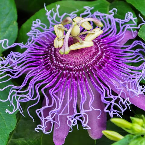 Passion Flowers Plants - Naturemart Passion Flowers Plants - Naturemart