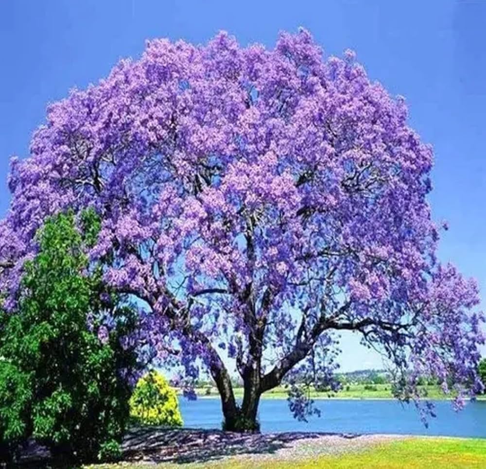 Jacaranda Flowers Plants (Blue) - Naturemart