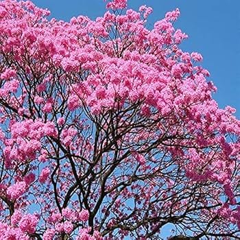 Jacaranda Flowers Plants (pink) - Naturemart