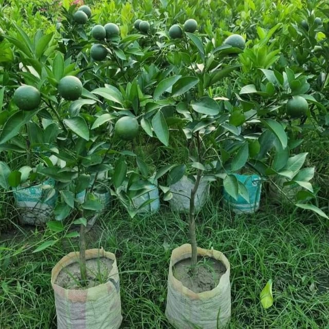 Vietnam all time MALTA plants - Naturemart