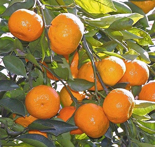 NAGPUR ORANGE FRUIT PLANTS - Naturemart