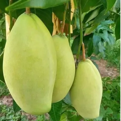 VIETNAM ALL TIME Mango (Grafted) plants - Naturemart