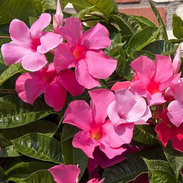 Mandevilla (Pink) Flowers Plants - Naturemart
