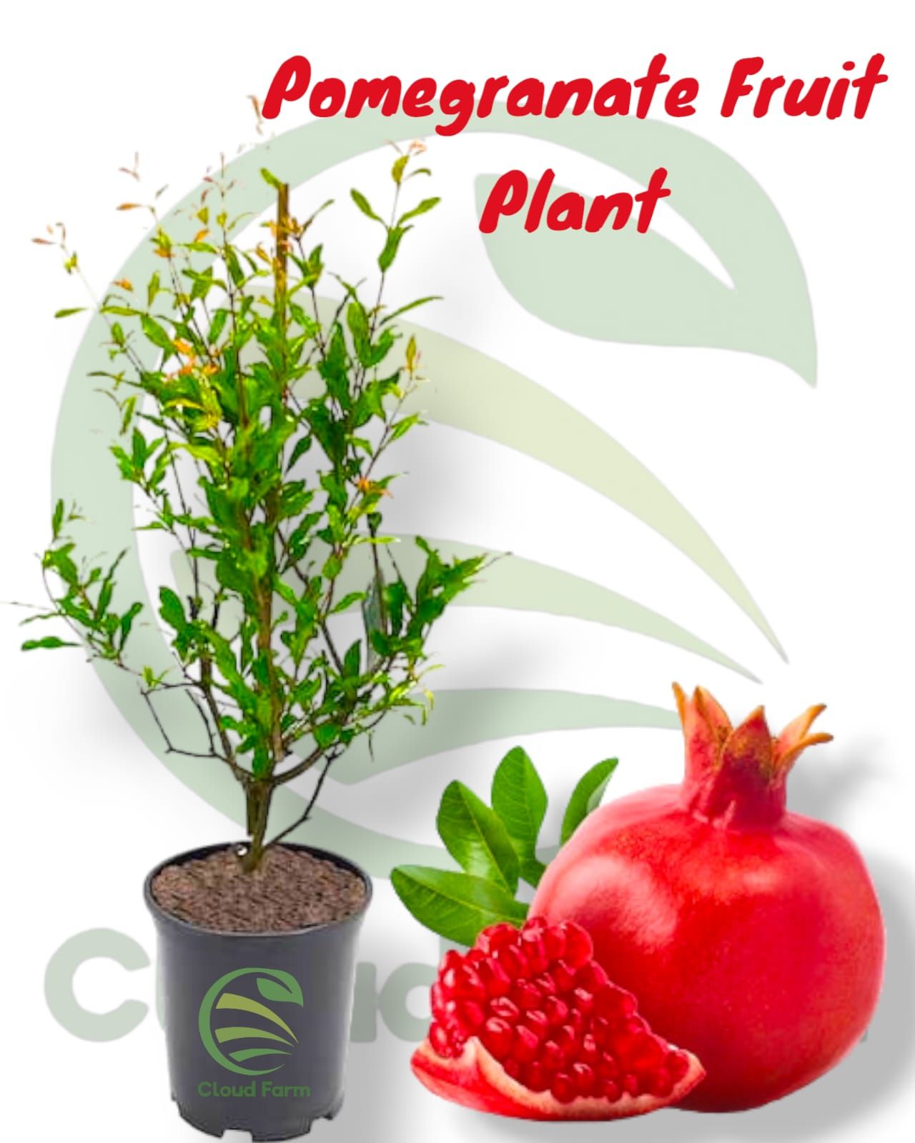 Pomegranate Air Layered Healthy Plant