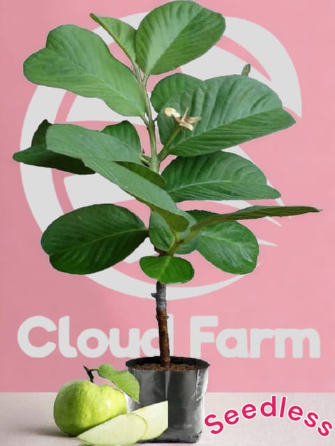 Seedless Guava Grafted Healthy Plant