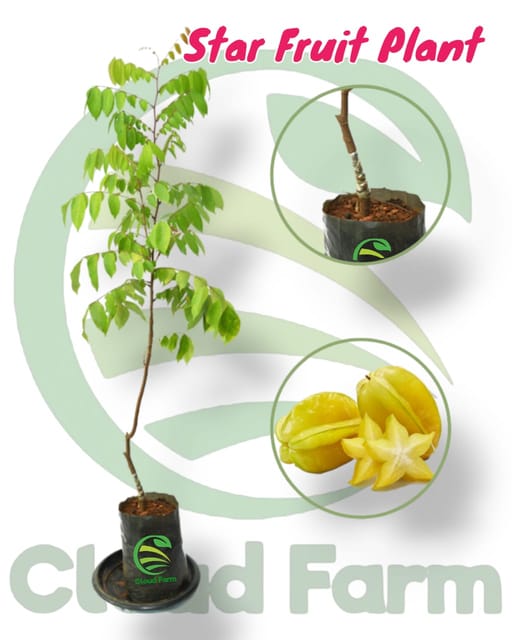 Star Fruit Healthy Grafted Plant