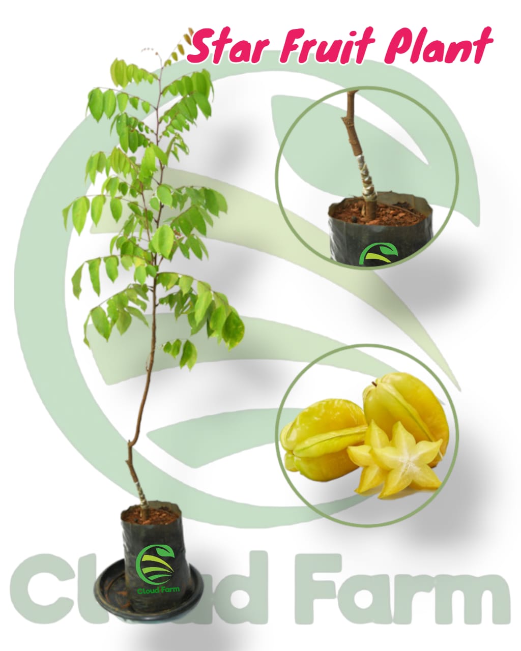 Star Fruit Healthy Grafted Plant