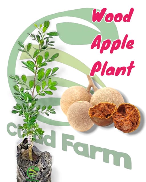Wood Apple Healthy Air Layered Plant
