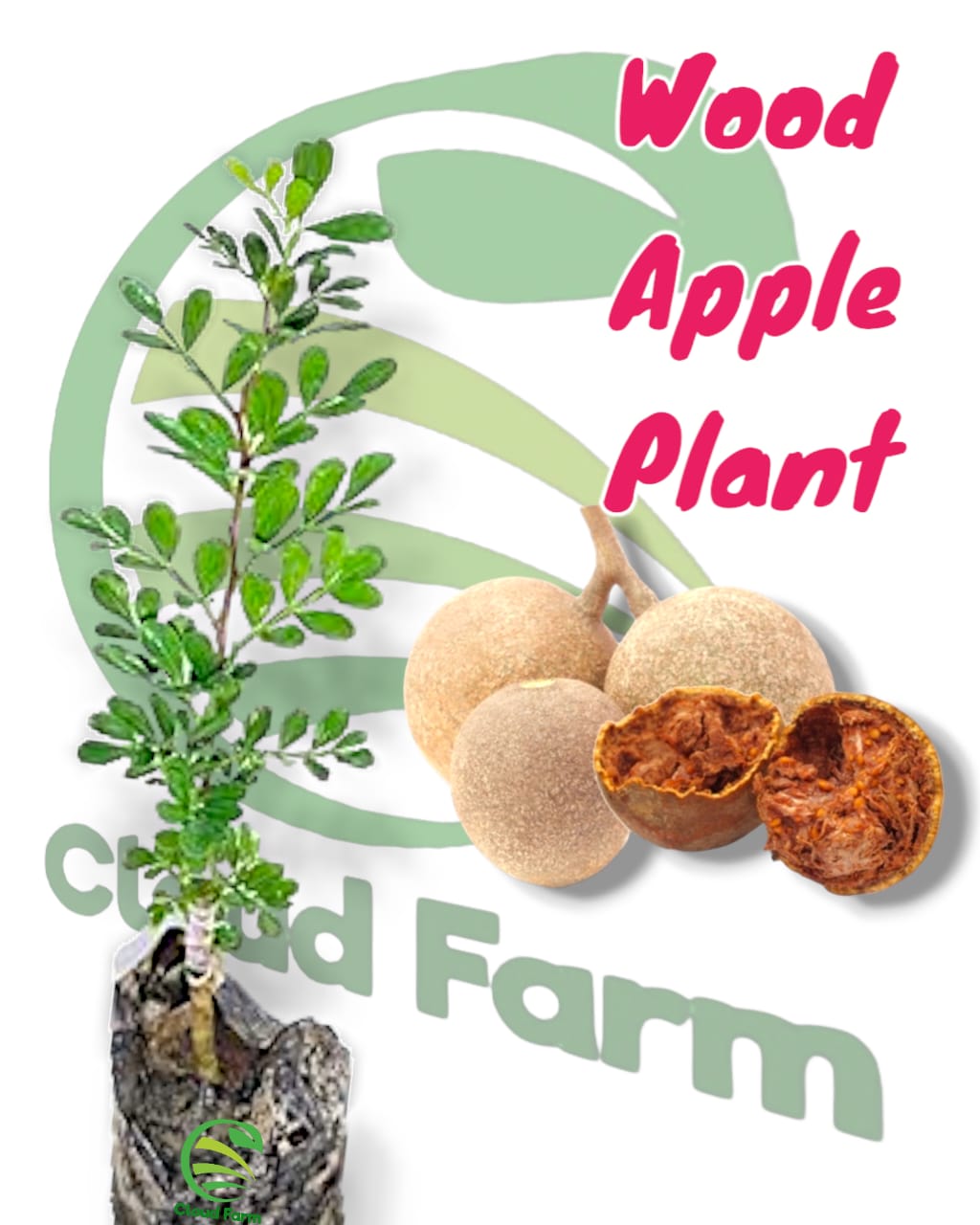 Wood Apple Healthy Air Layered Plant