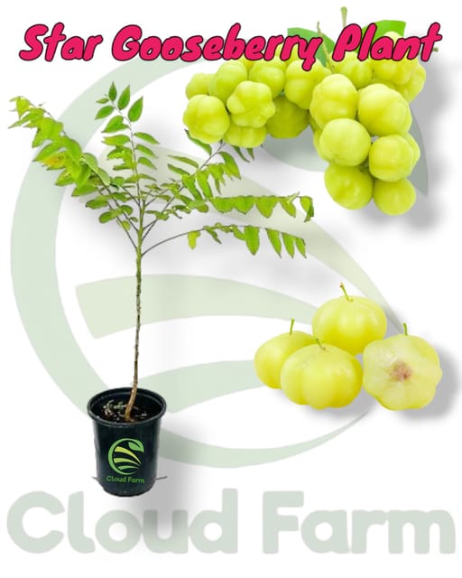 Star Gooseberry Seedling  Healthy Plant