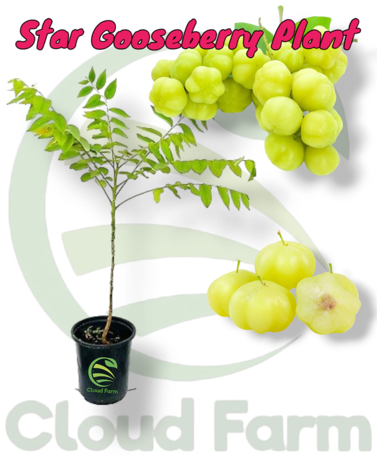 Star Gooseberry Seedling  Healthy Plant