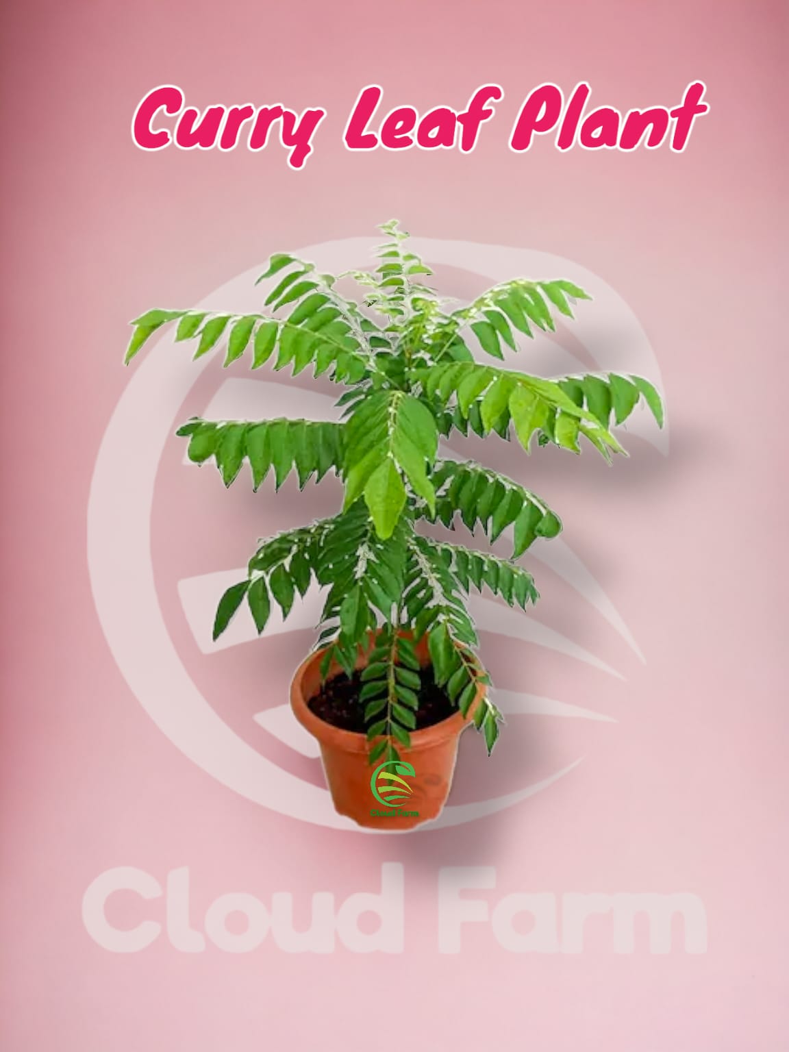 Curry Leaf / Kadi Patta Hybrid Healthy Plant