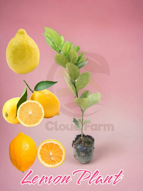 Lemon Hybrid Healthy Plant