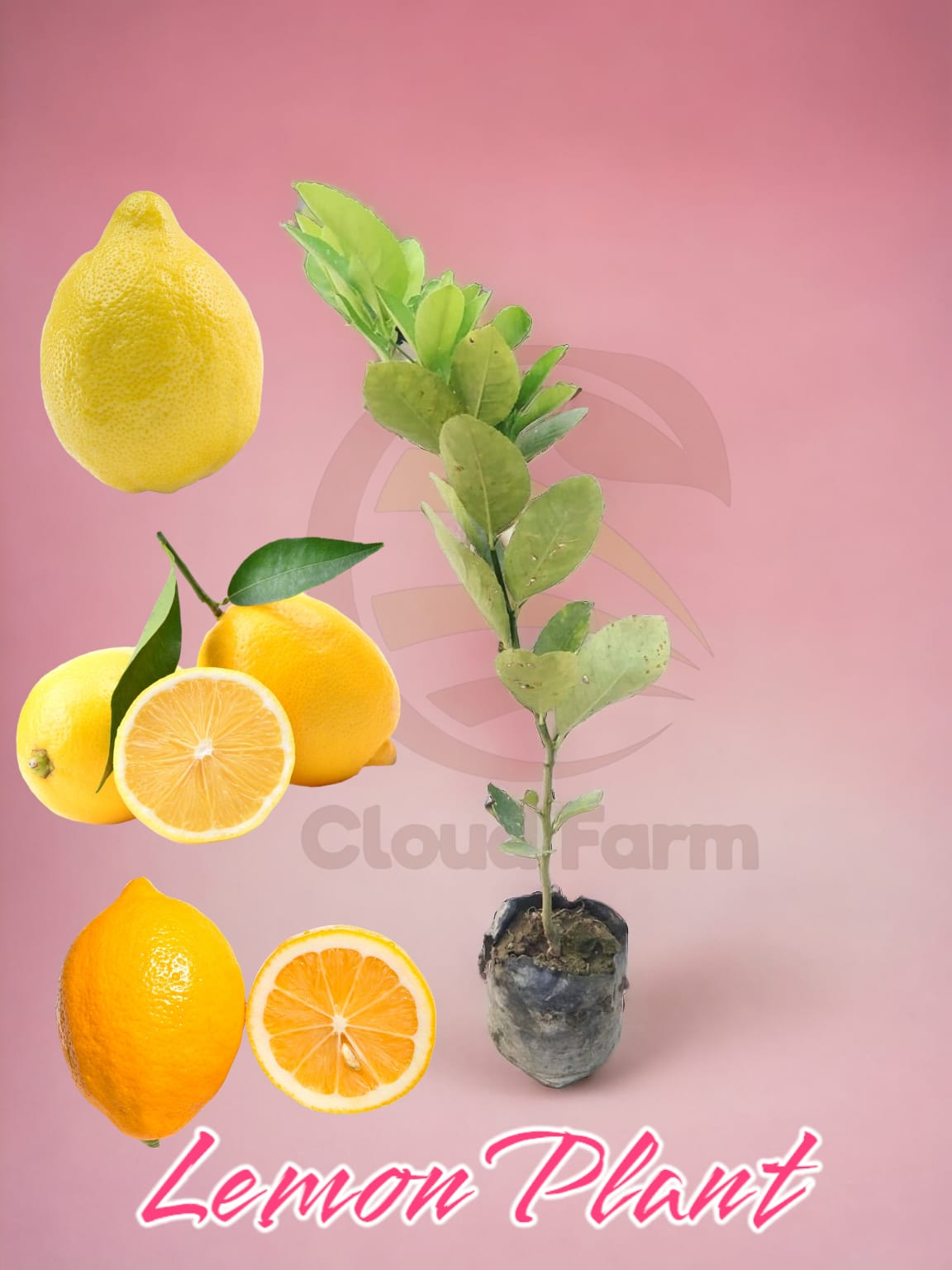 Lemon Grafted/Air Layered Hybrid Healthy Plant