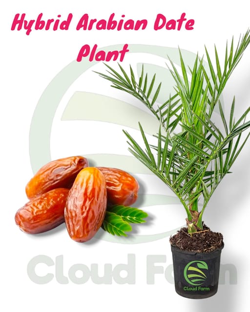 Date Healthy seedling Plant