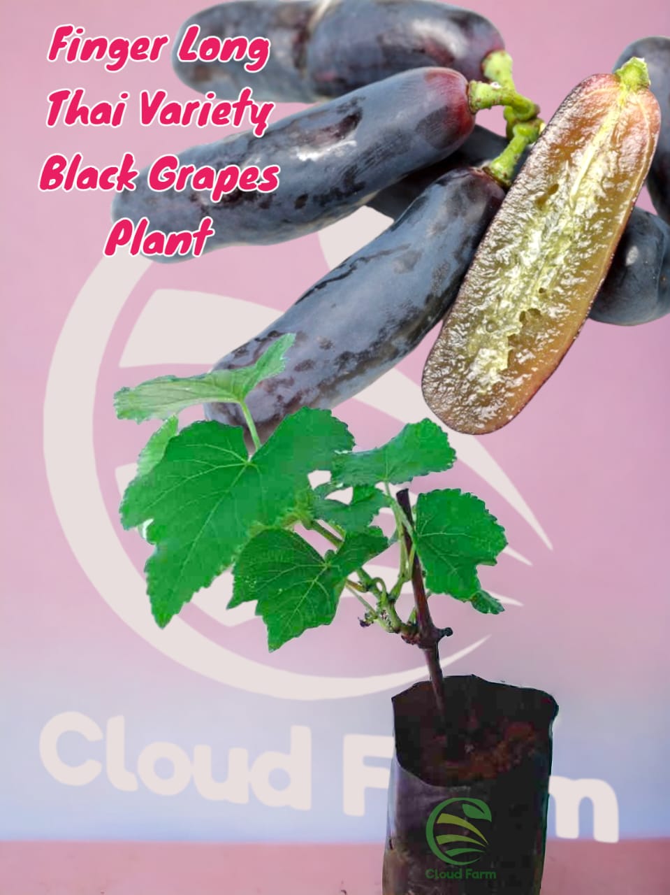 Finger Long Thai Variety Black Grapes Air Layered Hybrid Healthy Plant